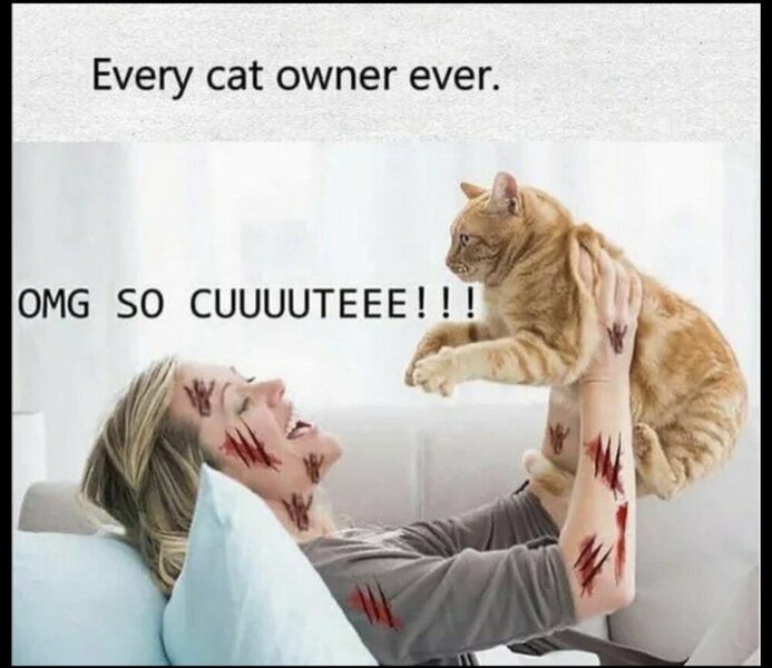 CAT OWNER.jpg